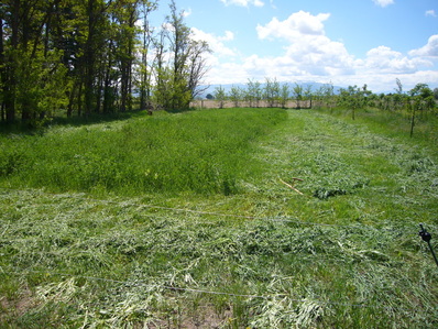 Partially cut hayfield.
